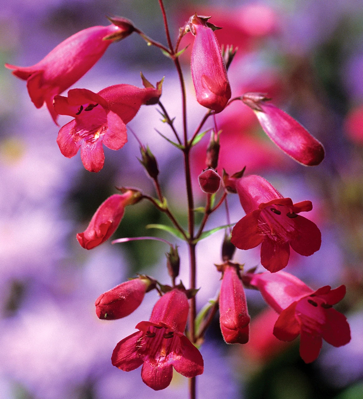 Penstemon Collection - Image 4