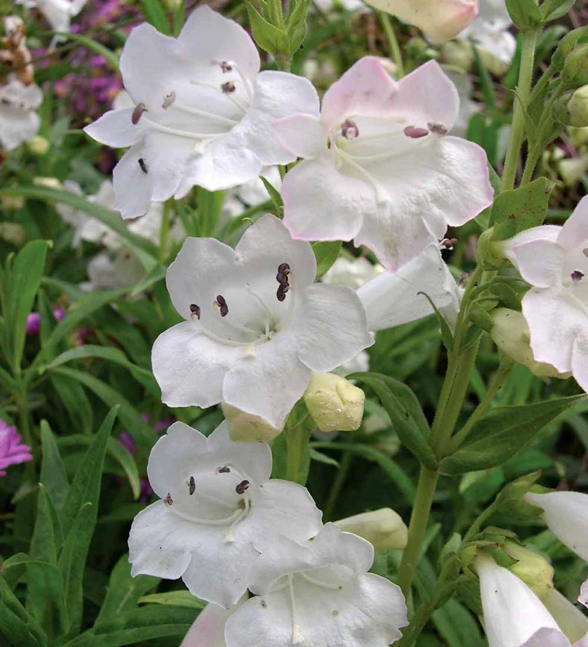 Penstemon Collection - Image 5