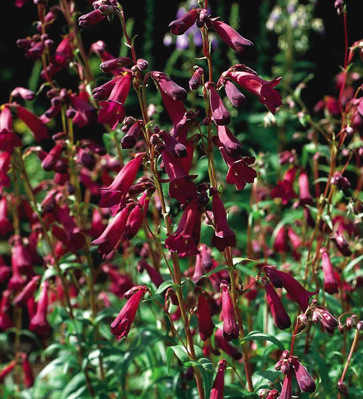Penstemon Collection - Image 6