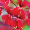 Pelargonium 'April Hamilton'