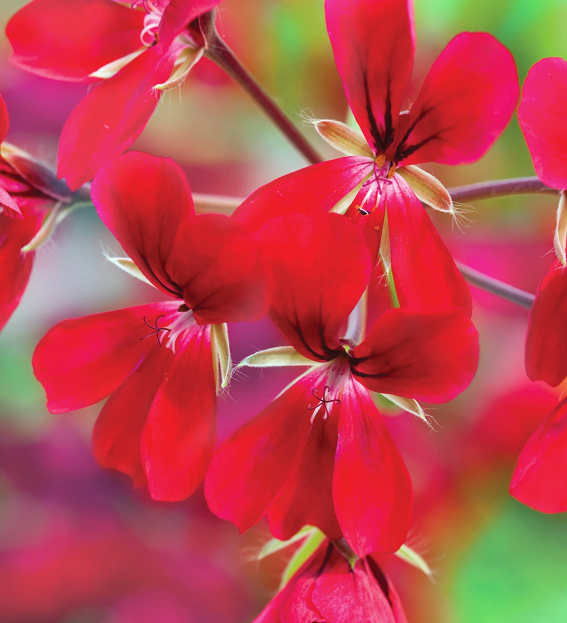 Pelargonium 'April Hamilton'