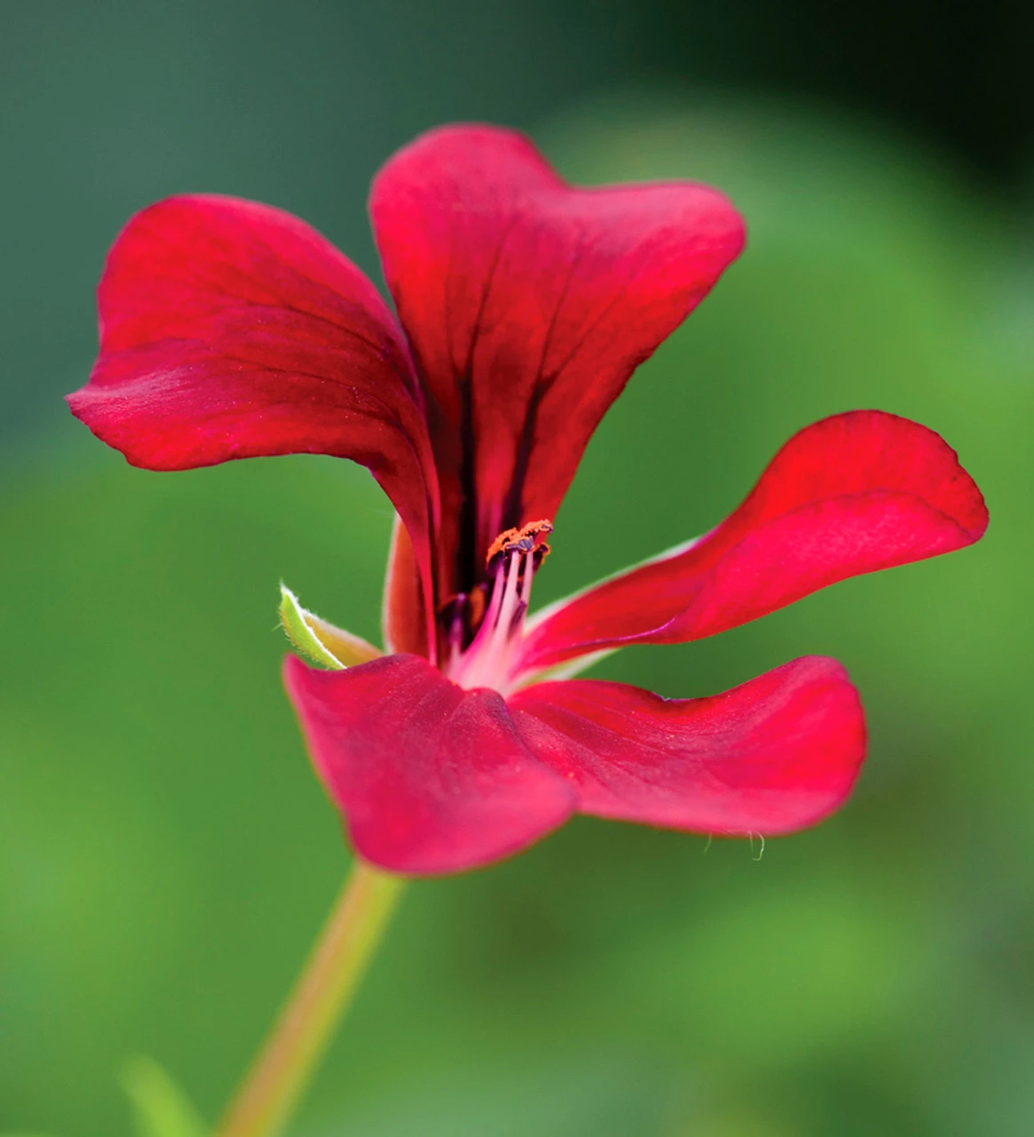 Pelargonium 'April Hamilton' - Image 2