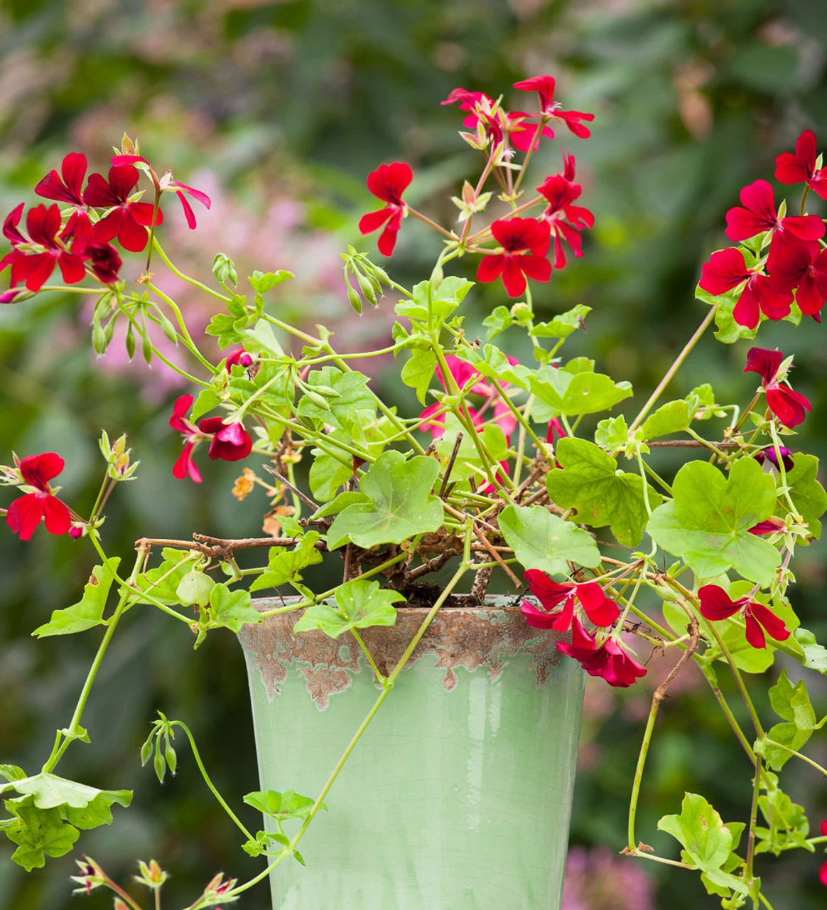 Pelargonium 'April Hamilton' - Image 3