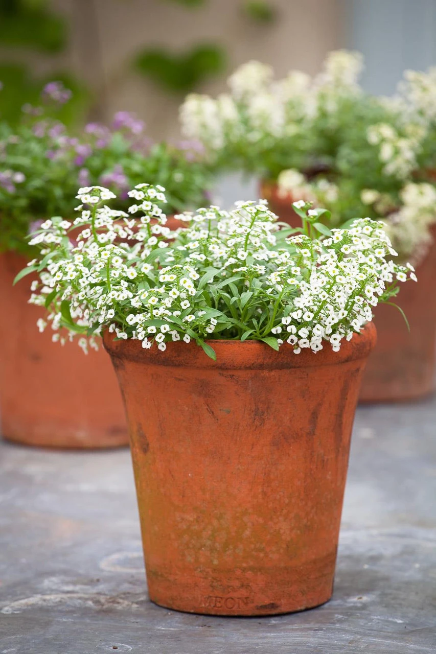 Lobularia Maritima 'Clear Crystal' (Alyssum)