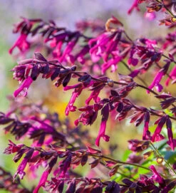 Salvia X 'Love And Wishes'