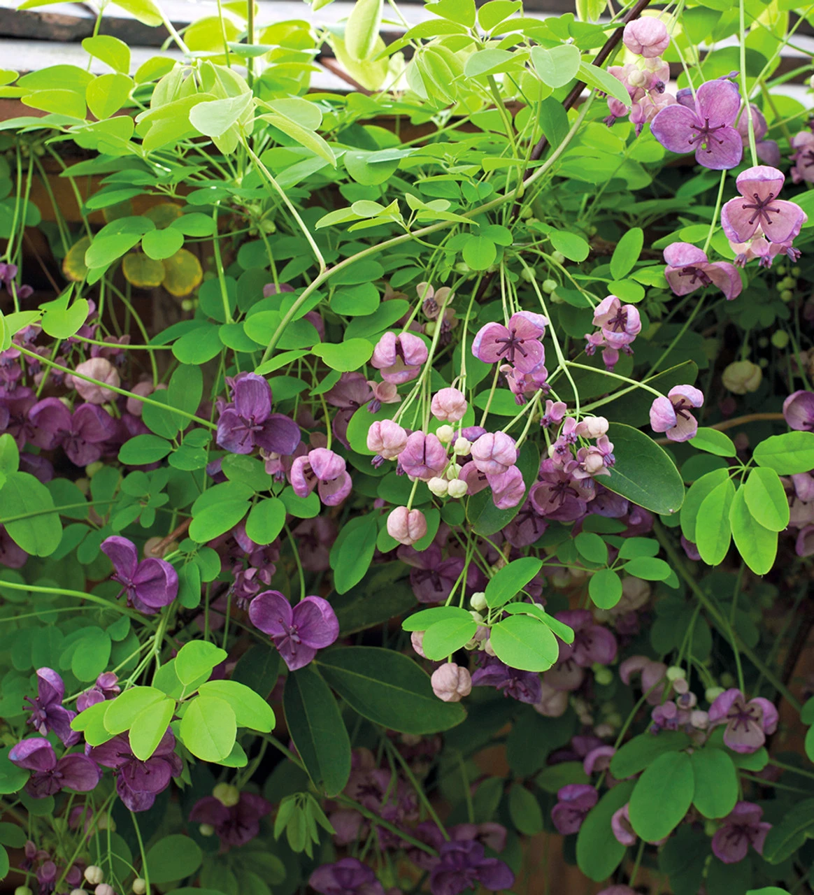 Akebia Quinata (Chocolate Vine)