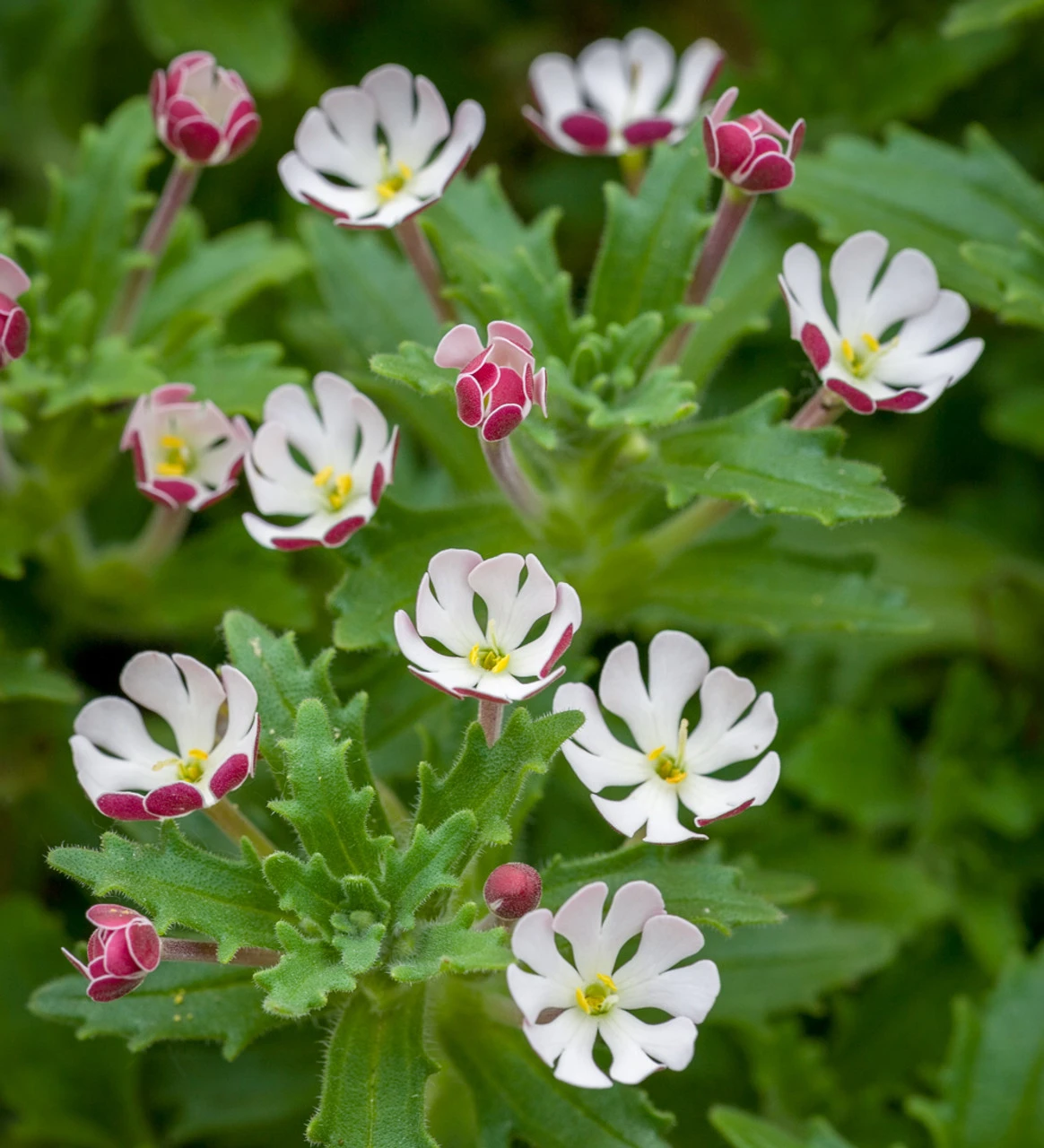 Zaluzianskya Ovata 'Star Balsam'