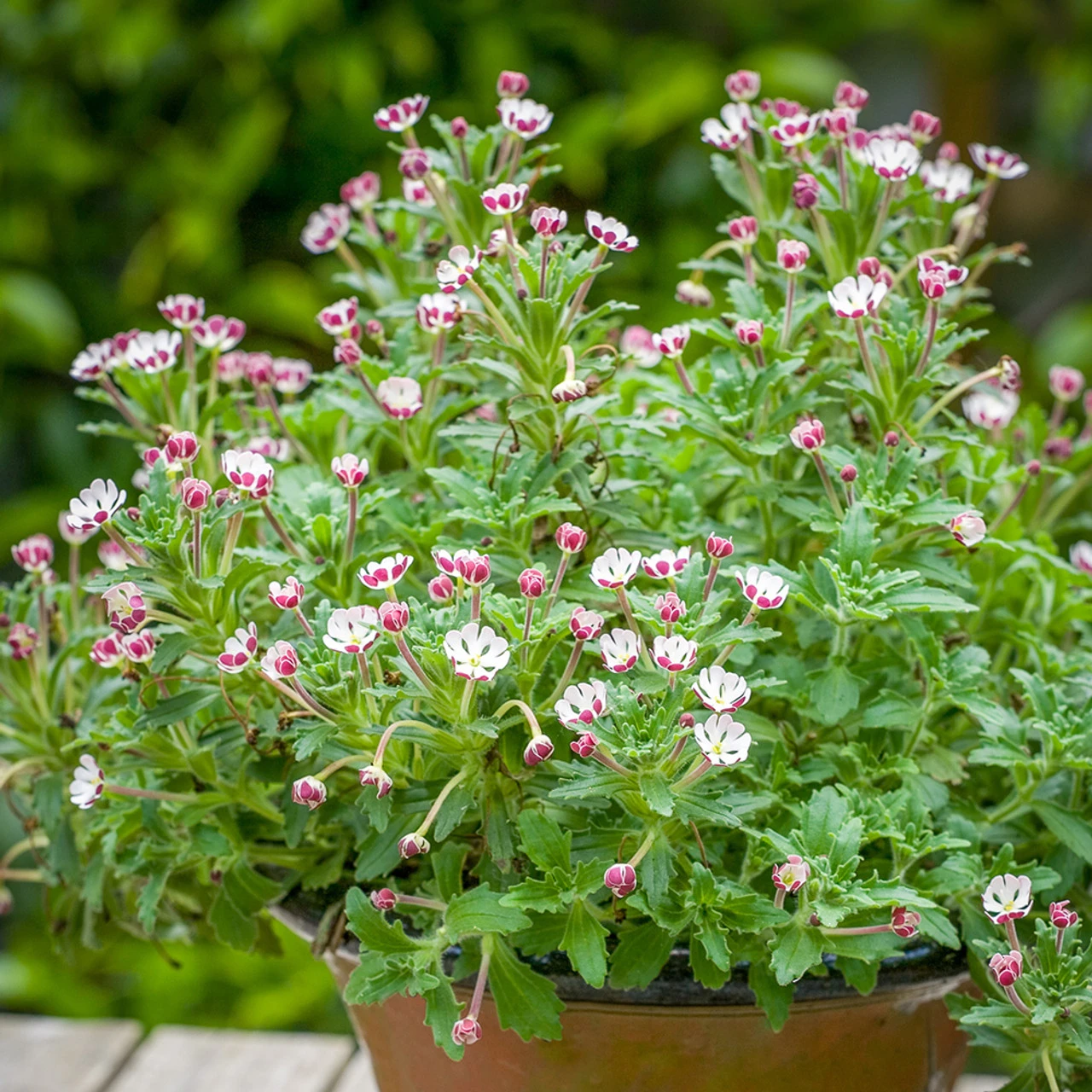 Zaluzianskya Ovata 'Star Balsam' - Image 2