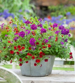 Amethyst And Ruby Container Collection