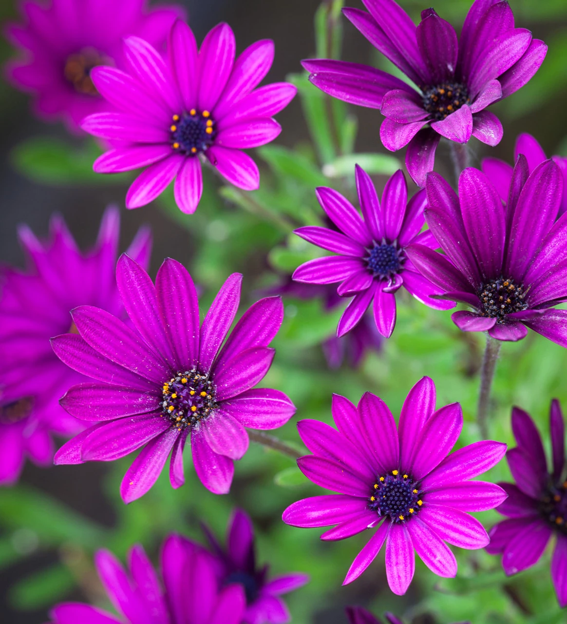 Osteospermum 'Tresco Purple'