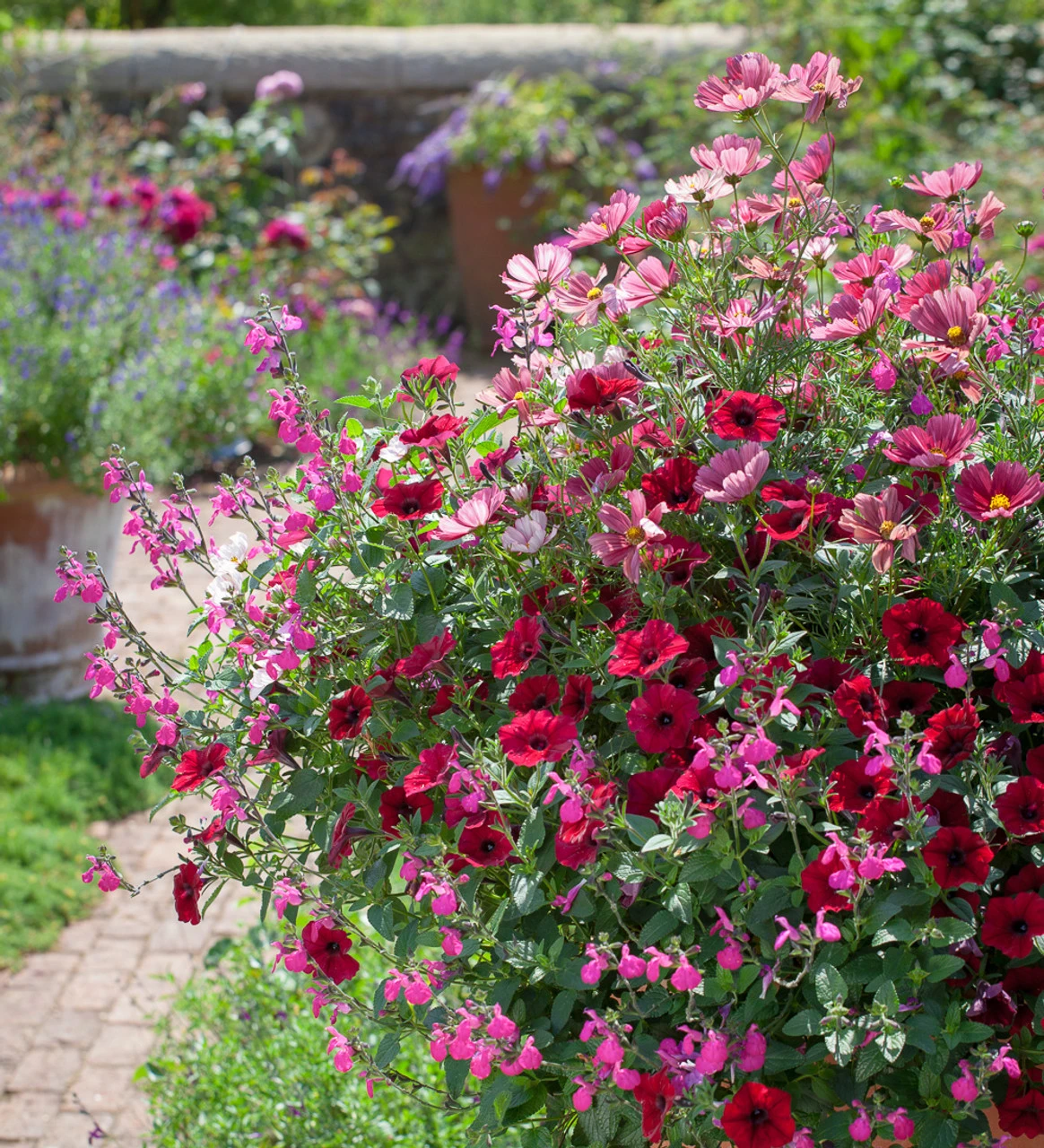Salvia Microphylla 'Trewithen Cerise' - Image 2