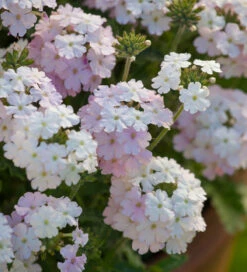 Verbena Peruviana 'Endurascape White Blush'