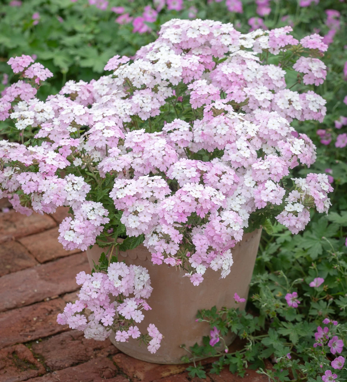 Verbena Peruviana 'Endurascape White Blush' - Image 2
