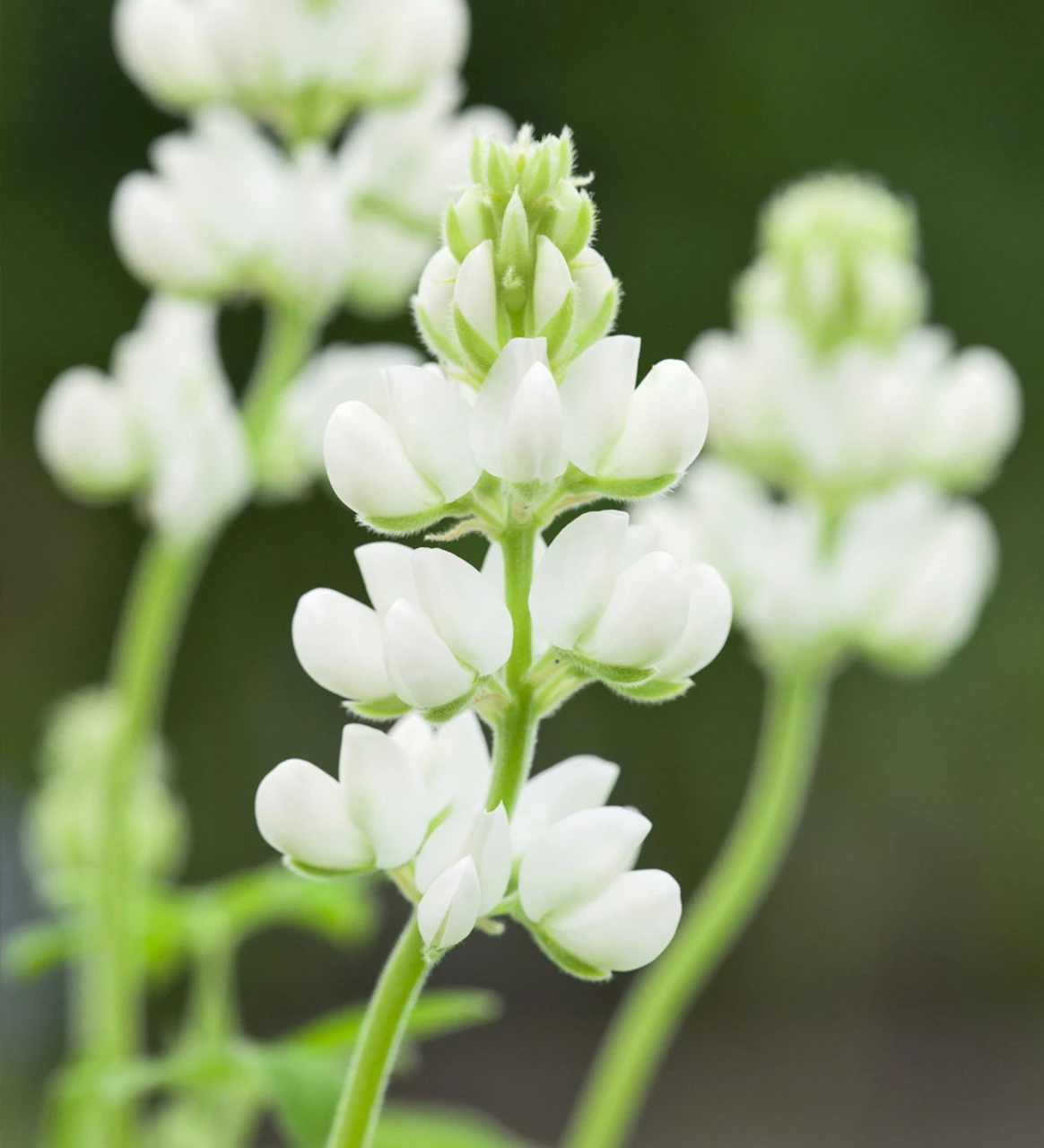 Lime Sorbet Pot Collection - Image 2