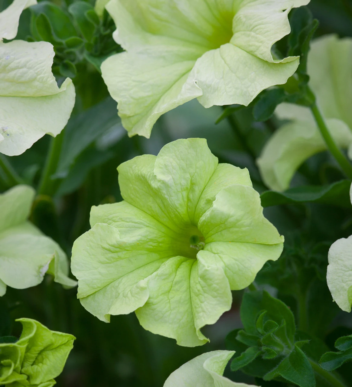 Lime Sorbet Pot Collection - Image 4