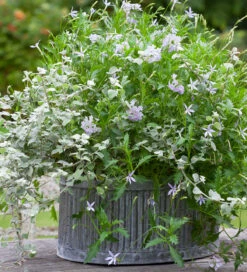 Ice Blue Pot Collection