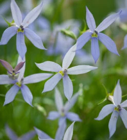 Isotoma Axillaris 'Gemini Blue'