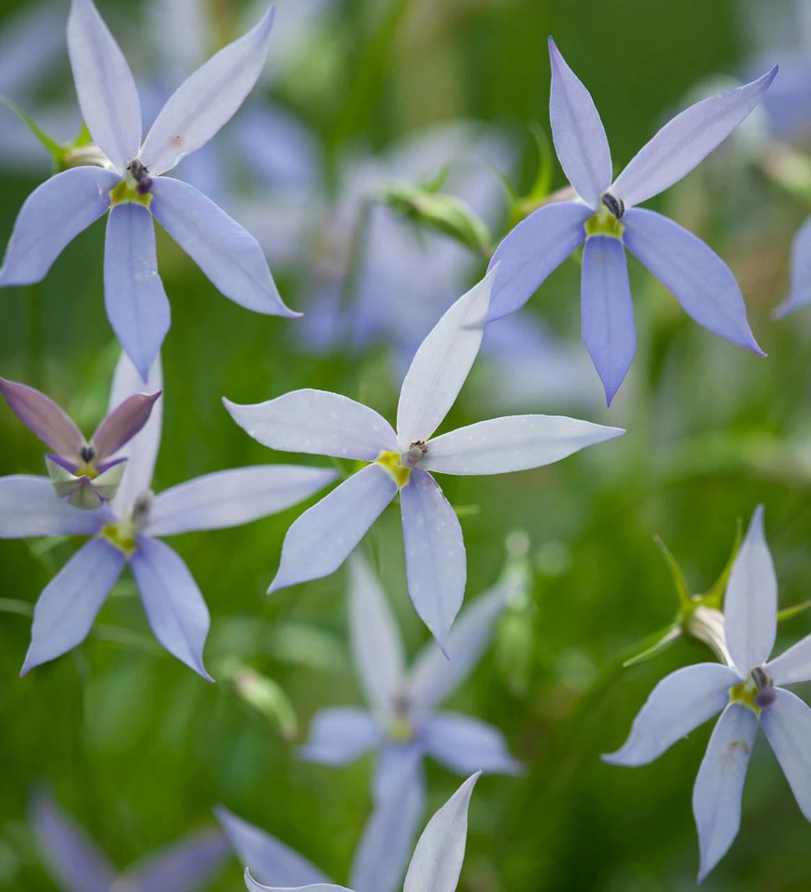 Isotoma Axillaris 'Gemini Blue'