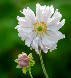 Anemone Hupehensis Var. Japonica 'Tiki Sensation'