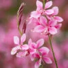 Gaura Lindheimeri 'Flamingo Pink' (syn. Oenothera)