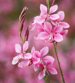 Gaura Lindheimeri 'Flamingo Pink' (syn. Oenothera)
