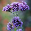 Verbena Bonariensis 'Lollipop'