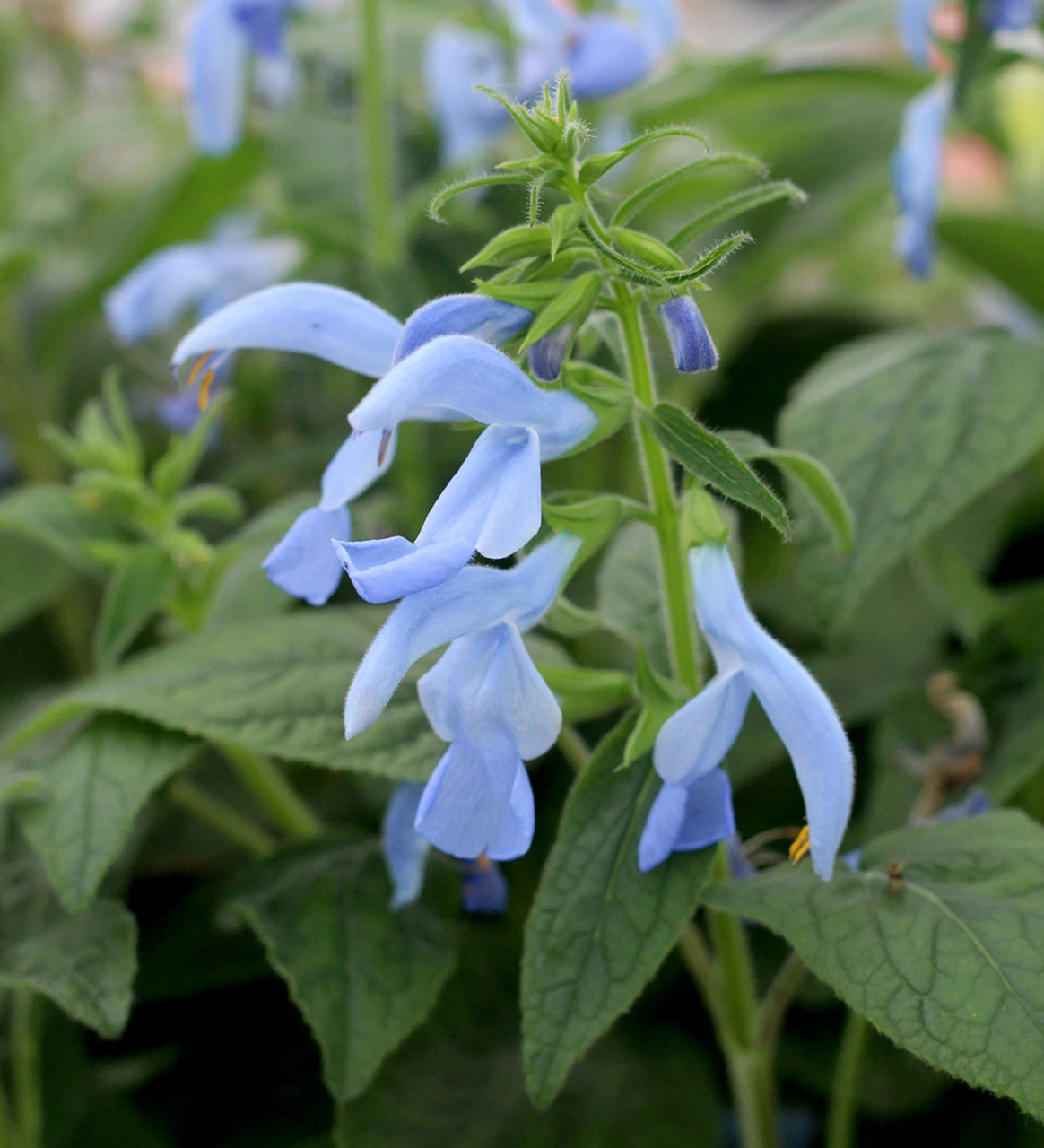Salvia Patens 'Beyond Blue'