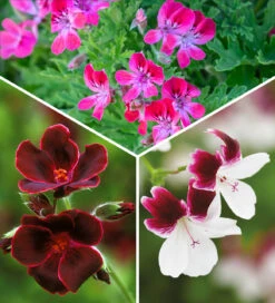 The Ultimate Pelargonium Collection