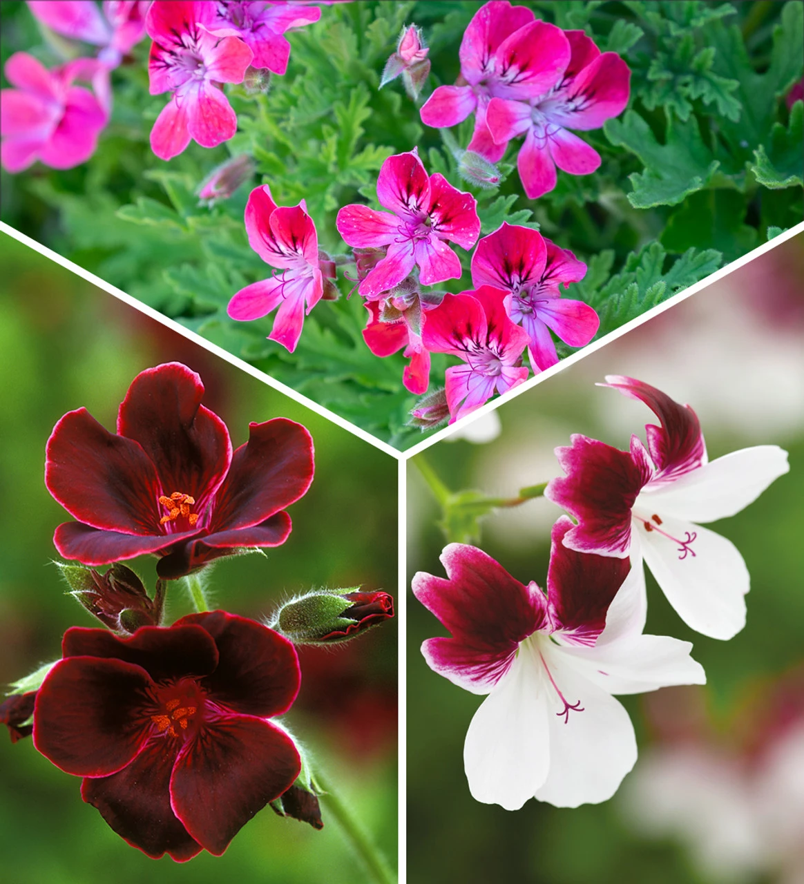 The Ultimate Pelargonium Collection