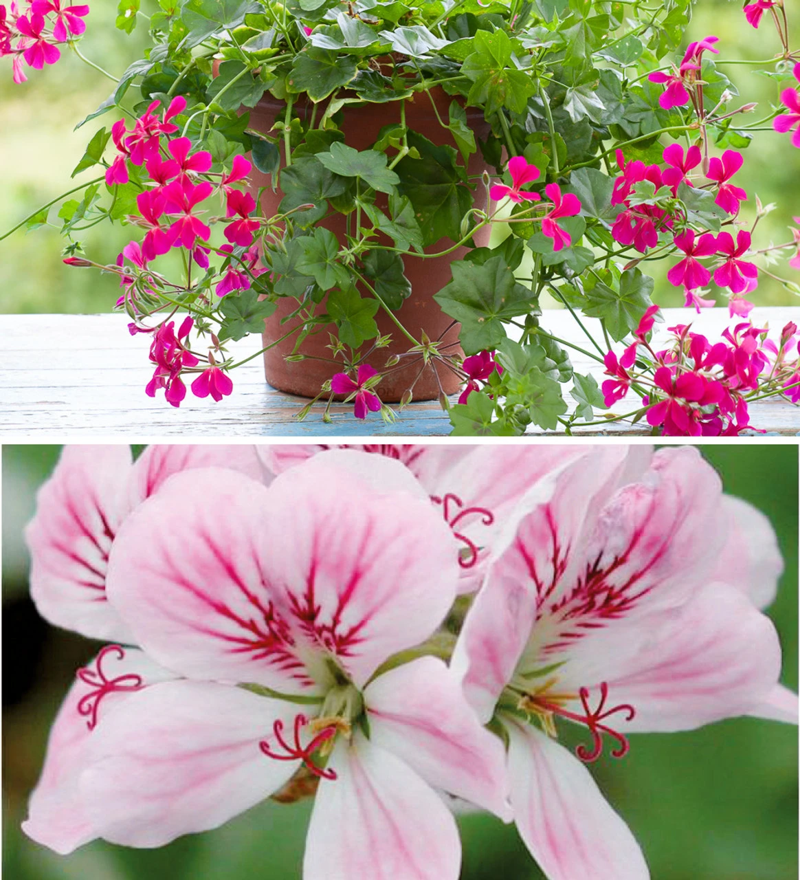 The Ultimate Pelargonium Collection - Image 2