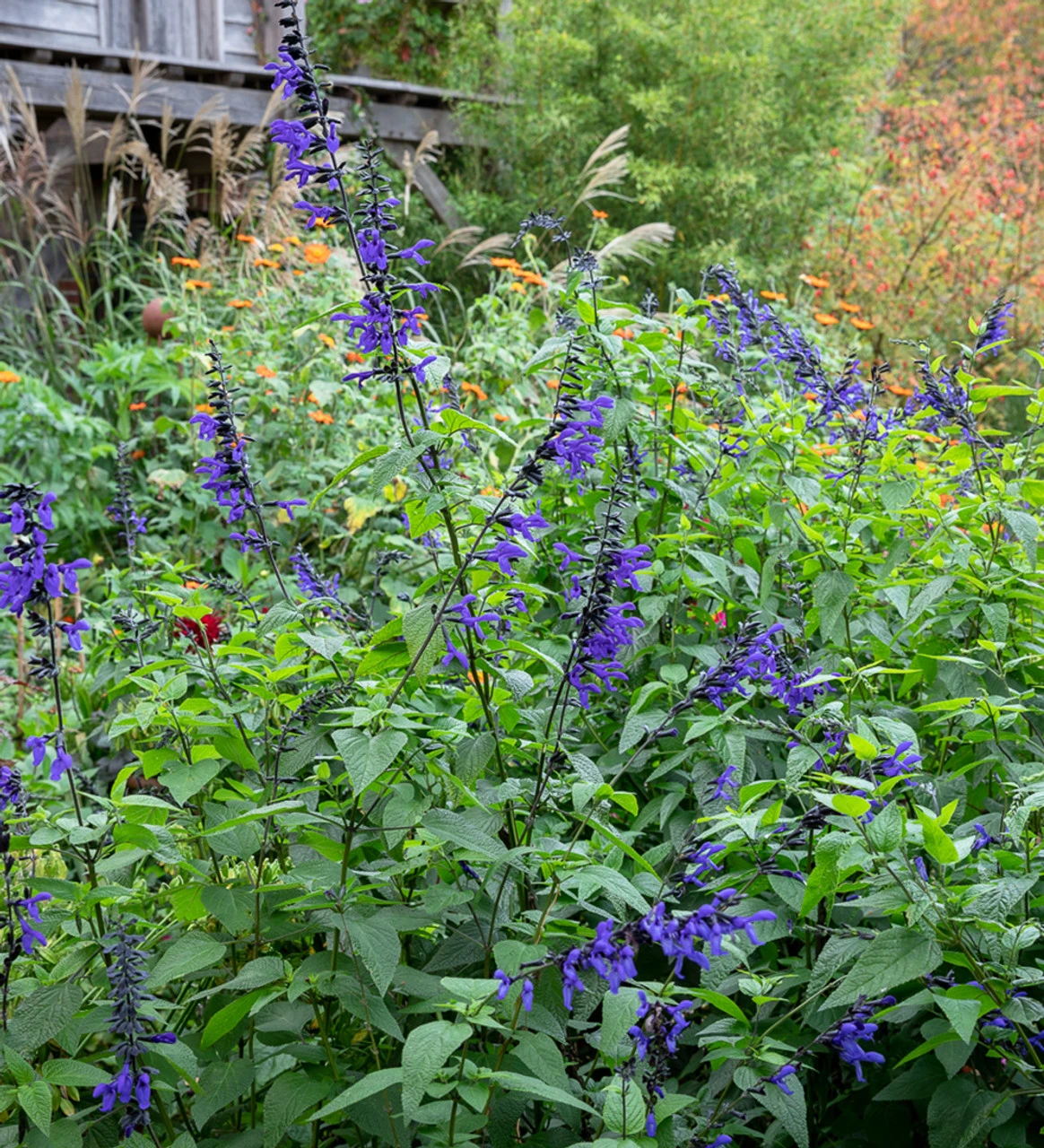 Salvia Guaranitica 'Black And Blue' - Image 2