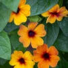 Thunbergia Alata 'SunEyes Terracotta'