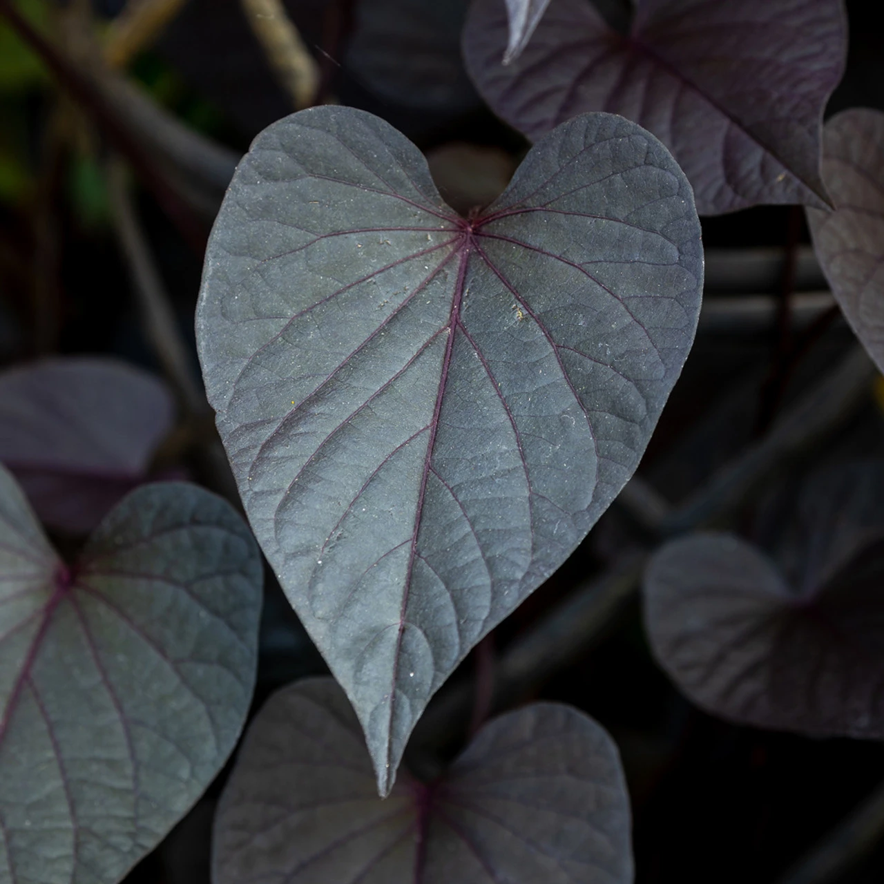 Ipomoea Batatas 'SolarTower Black'