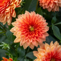 Dahlia 'Dalina Maxi Emilio'