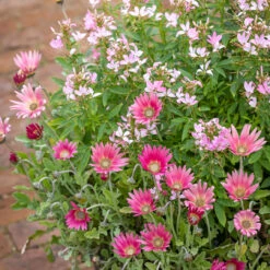 Soft Strawberry Collection