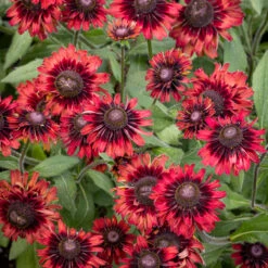 Rudbeckia 'Enchanted Velvet Flame'