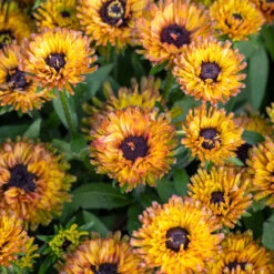 Rudbeckia 'Enchanted Nightfall'