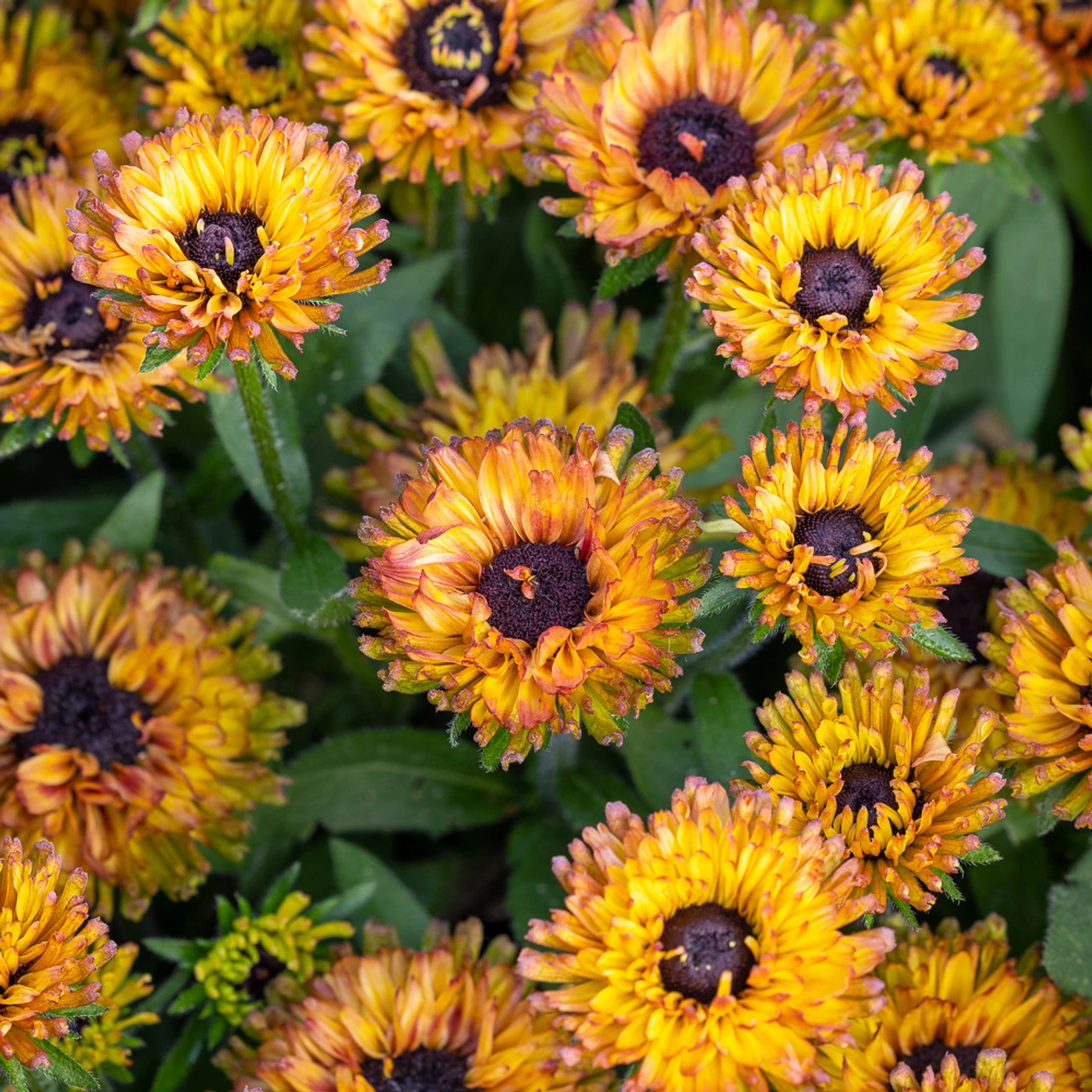 Rudbeckia 'Enchanted Nightfall'