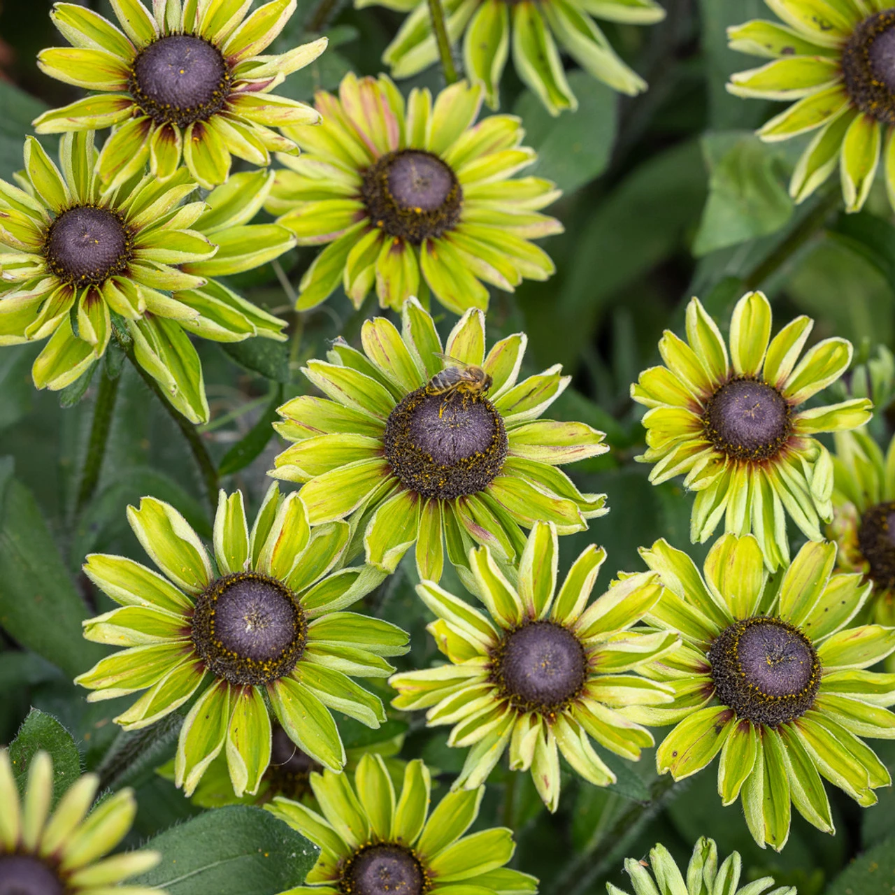 Rudbeckia 'Enchanted Forest'