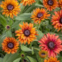Rudbeckia 'Enchanted Flame'