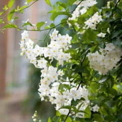 Solanum Laxum 'Album'