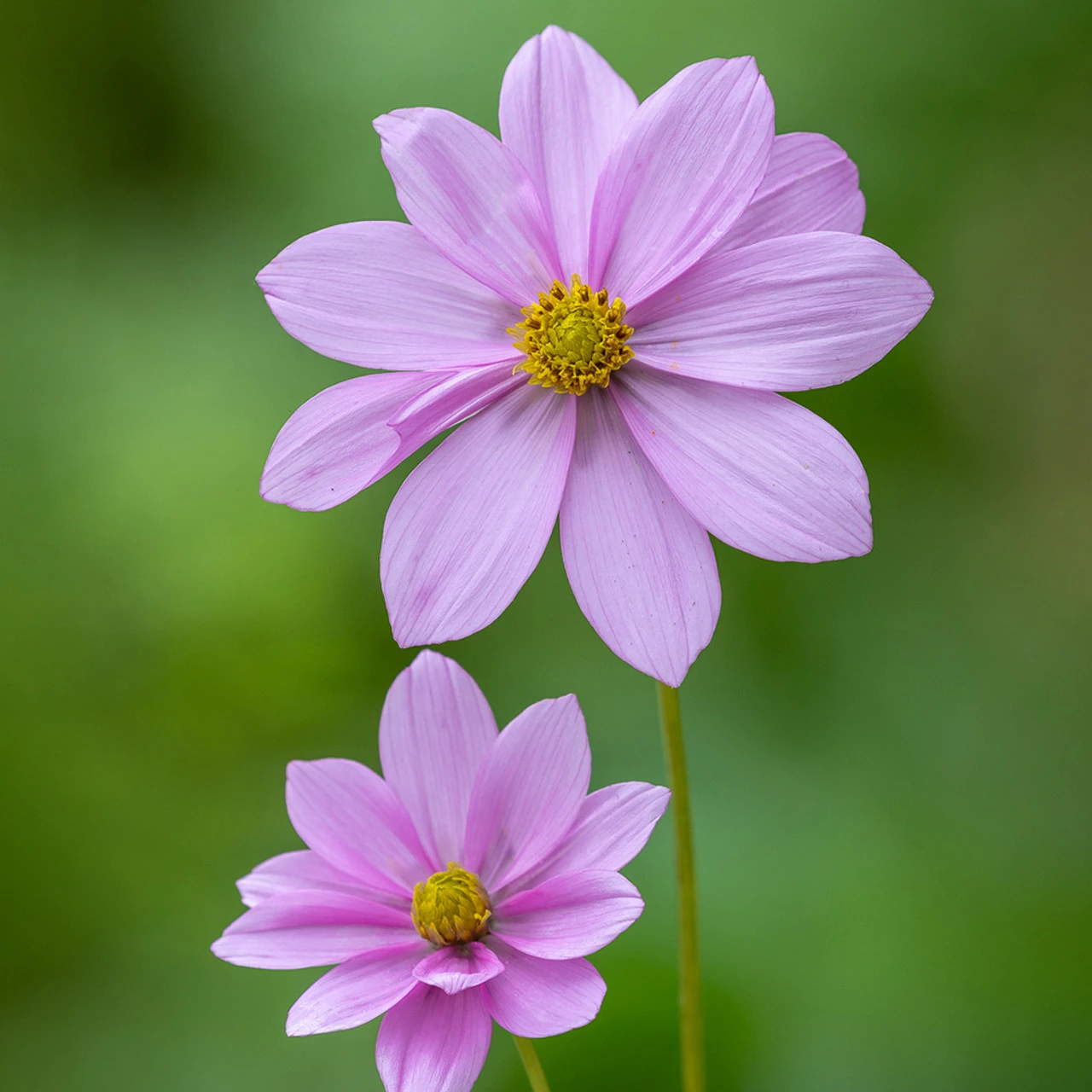 Cosmos Atrosanguineus 'Flamingo'