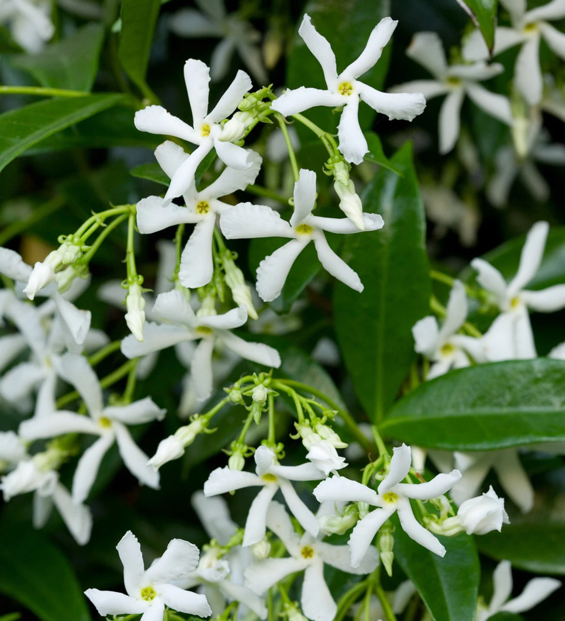 Trachelospermum Jasminoides - Image 2