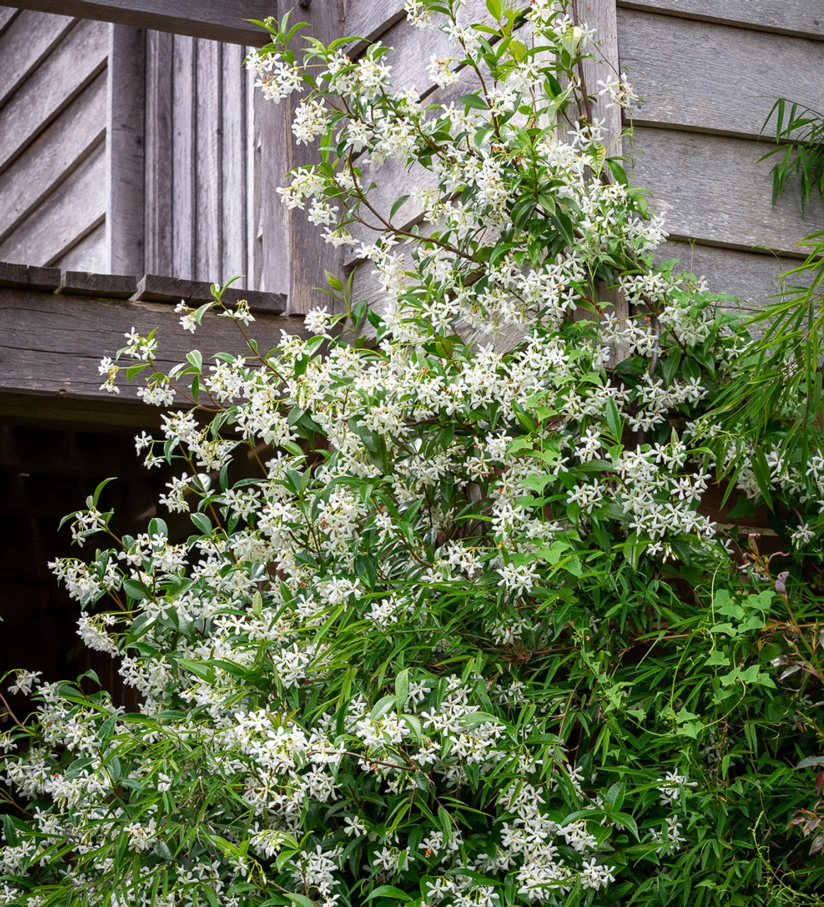 Trachelospermum Jasminoides
