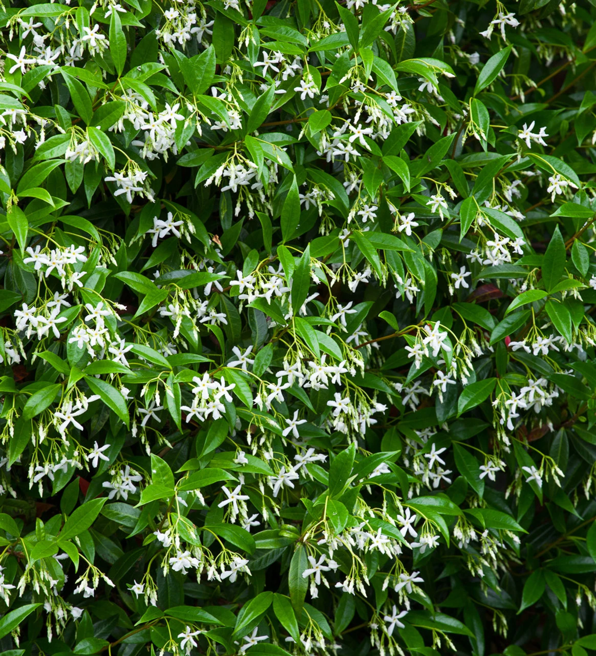 Trachelospermum Jasminoides - Image 3