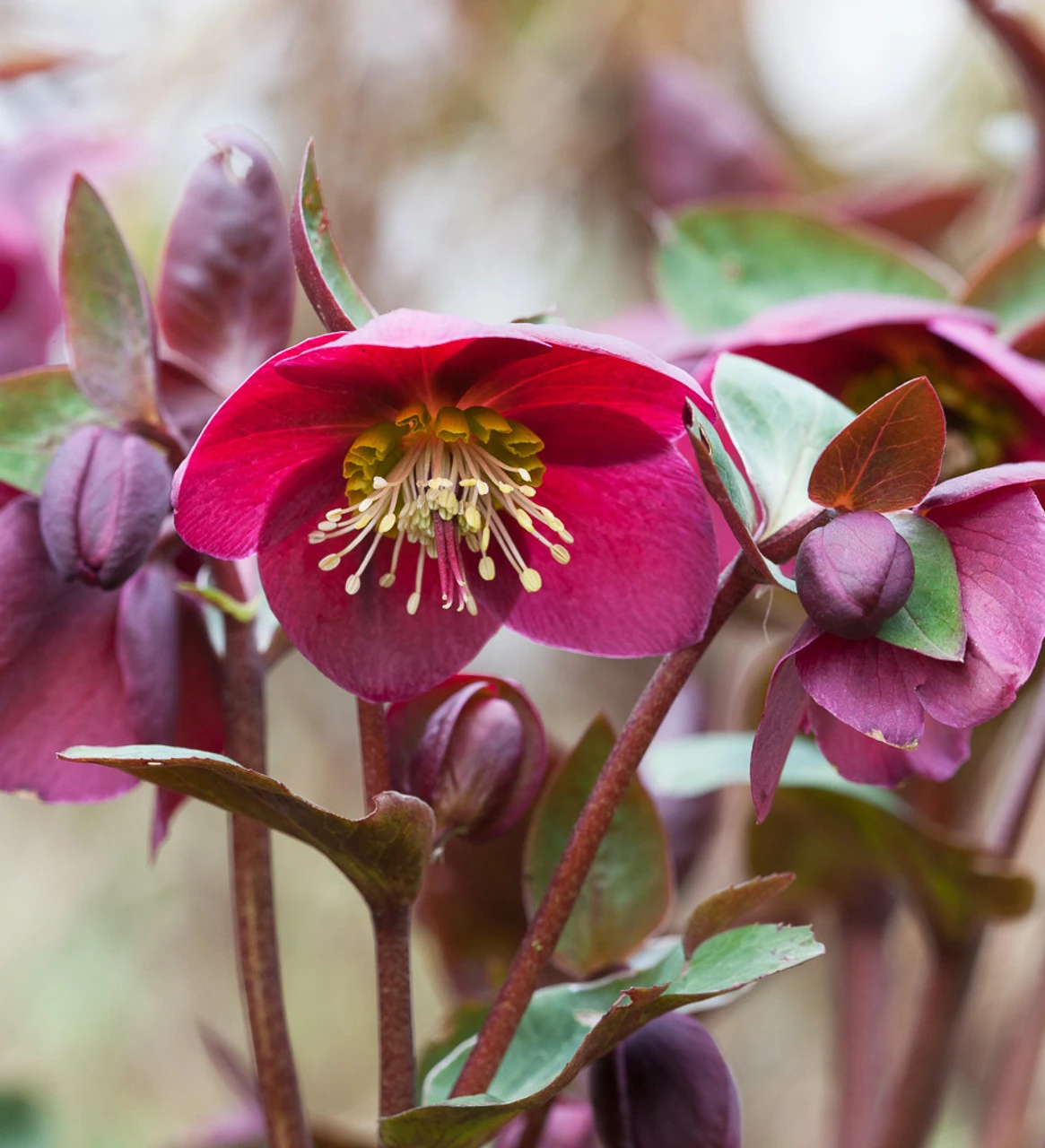 Helleborus X 'Anna's Red' (Rodney Davey Marbled Group)