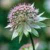Astrantia Major 'Buckland'