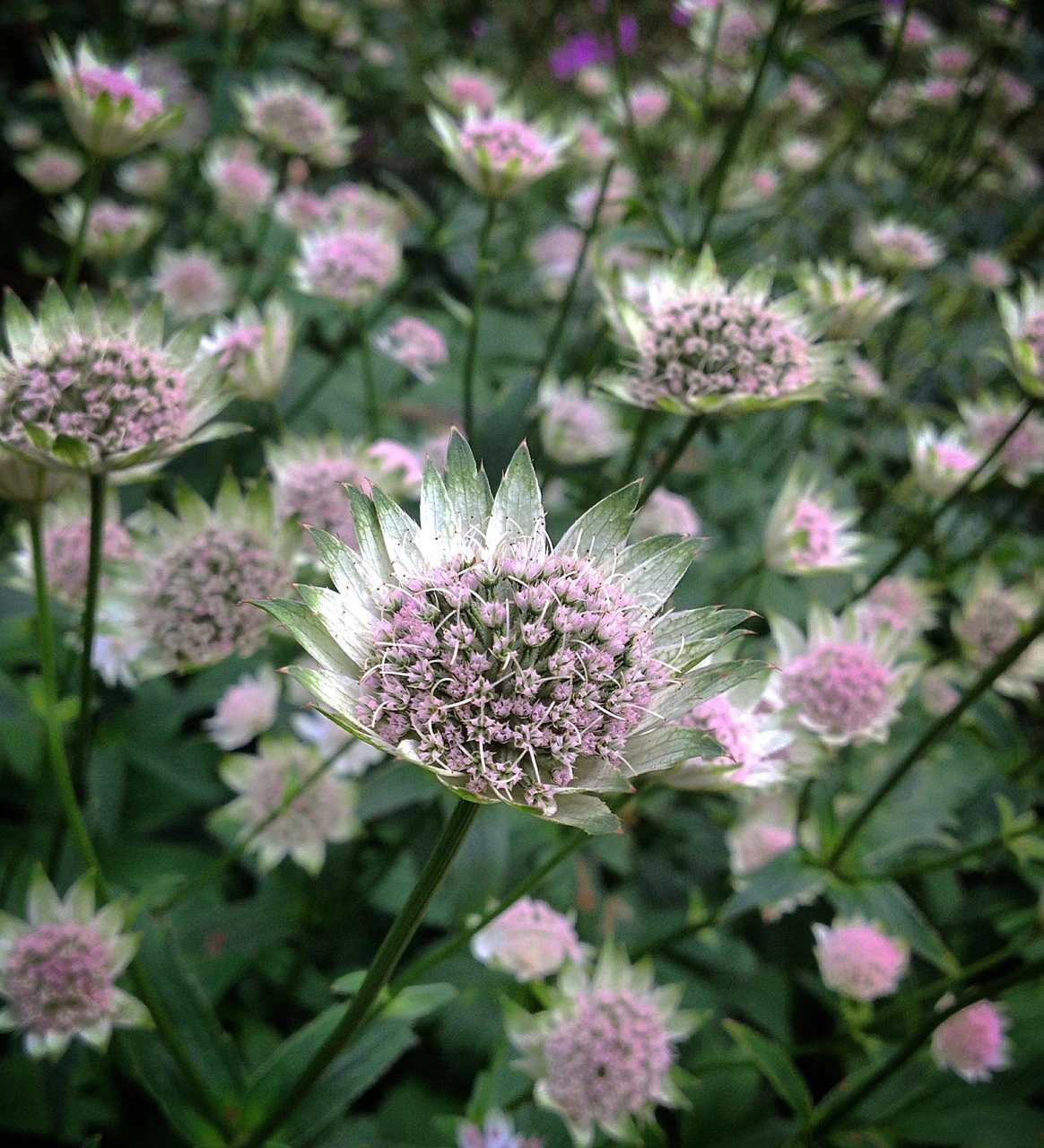 Astrantia Major 'Buckland' - Image 2