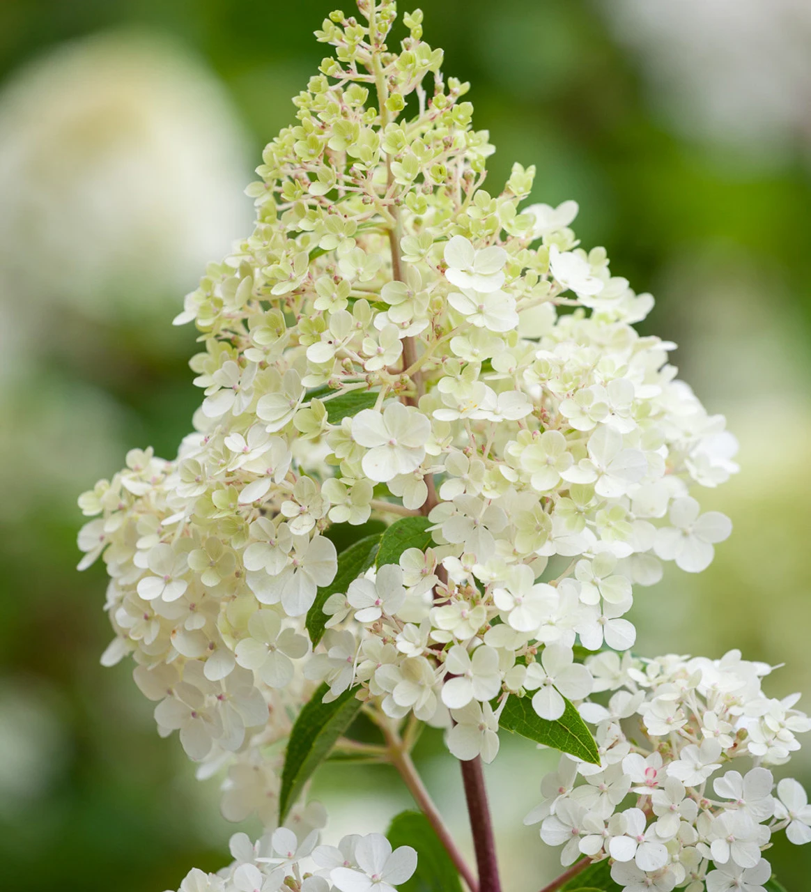 Hydrangea Paniculata 'Vanille Fraise' - Image 2
