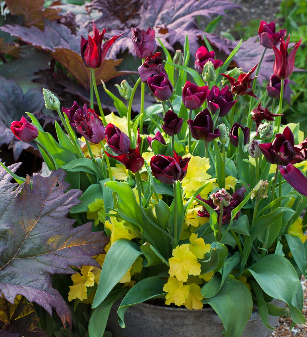 Mahogany, Crimson And Lime Pot Collection - Image 2